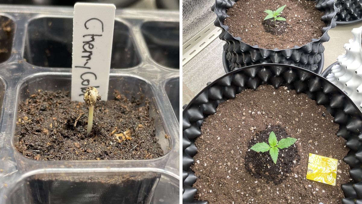 Cherry Cola Auto cannabis strain: germination and seedling stage | week 1 | from germination tray to airpot