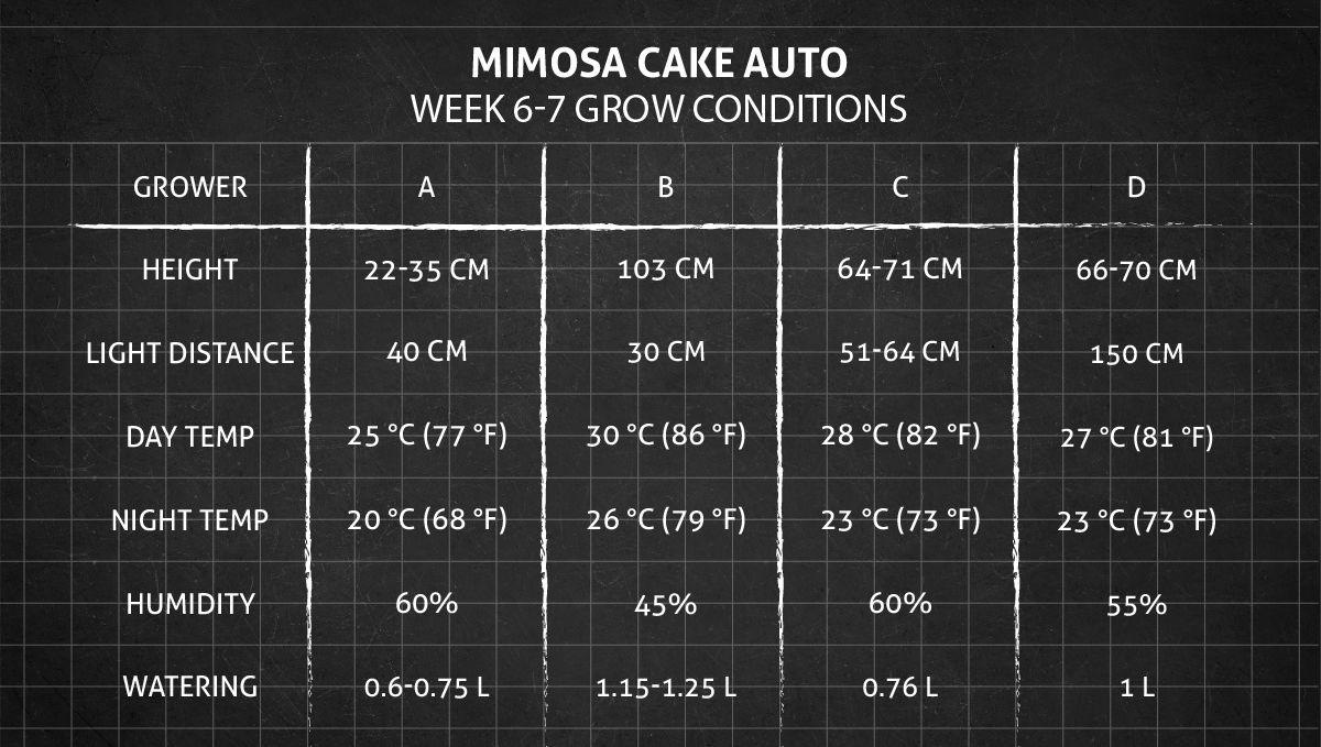 Mimosa Cake Auto cannabis strain: weeks 6-7 grow conditions Mimosa Cake Auto cannabis strain: weeks 6-7 grow conditions