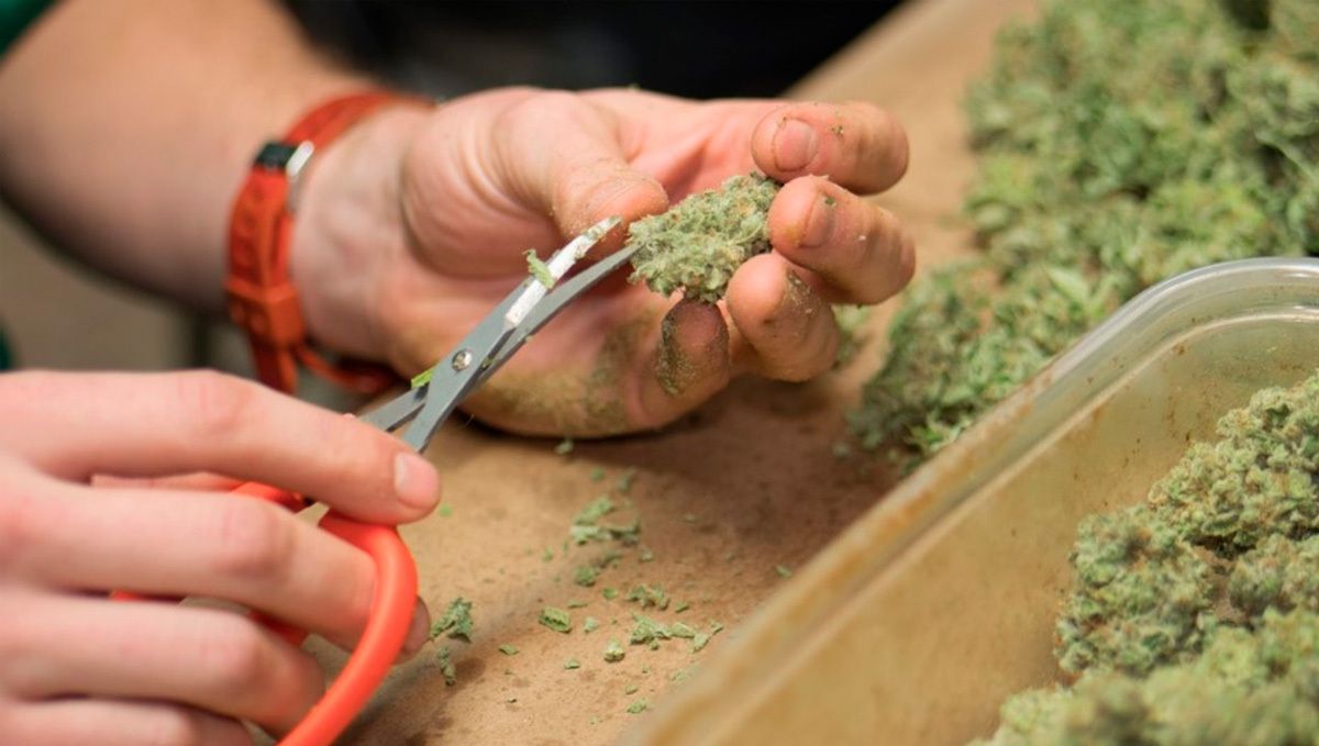 Amnesia Haze Auto: trimming