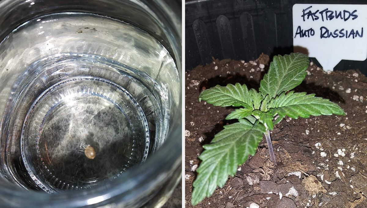 Russian Auto Cannabis Strain Week-by-Week Guide: A weed seed floating in a glass of water and a 7-day-old marijuana seedling