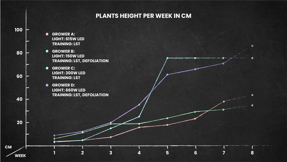 Banana Purple Punch Auto Cannabissorte: Höhenprofil für den gesamten Lebenszyklus Banana Purple Punch Auto Cannabissorte: Höhenprofil für den gesamten Lebenszyklus