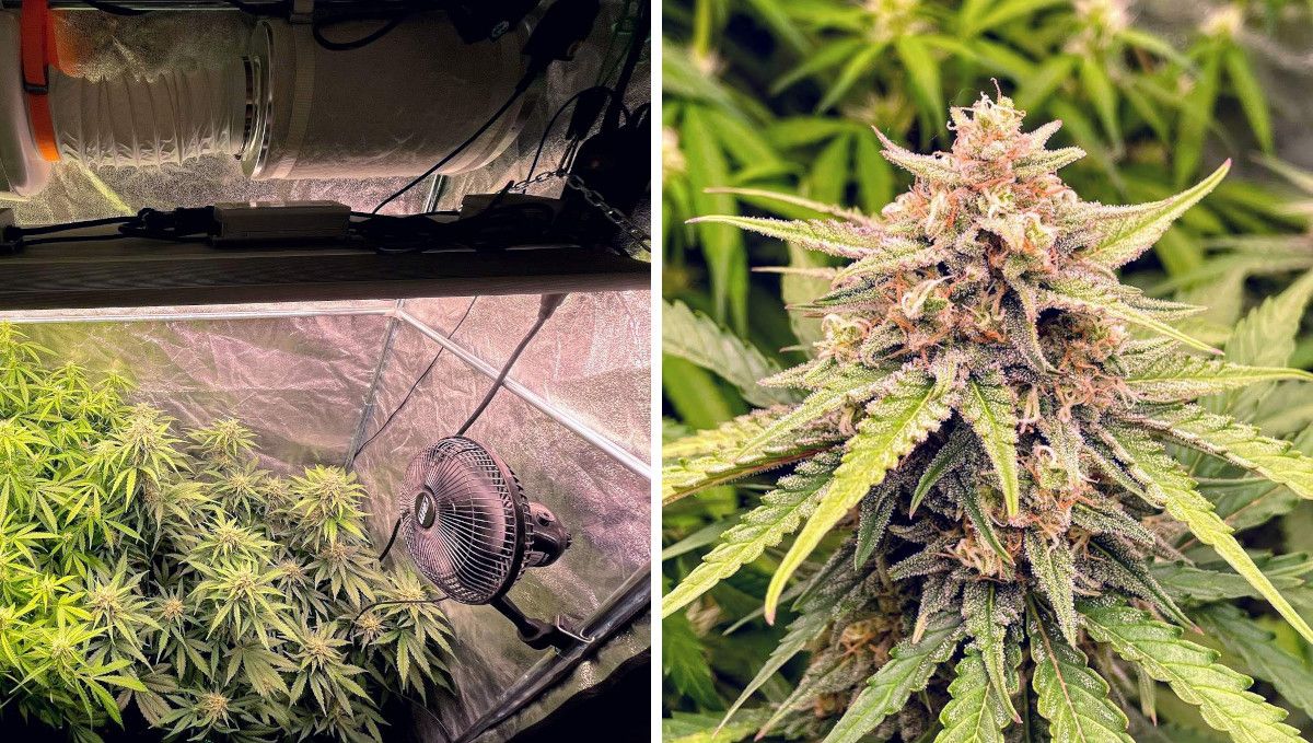 Gorilla Auto Cannabis Strain Week-by-Week Guide: A grow tent with a LED quantum board, air ducts, a carbon filter, and an oscillating fan and three big autoflowers in the budding stage and a closeup of a bud that looks plump and frosty Gorilla Auto Cannabis Strain Week-by-Week Guide: A grow tent with a LED quantum board, air ducts, a carbon filter, and an oscillating fan and three big autoflowers in the budding stage and a closeup of a bud that looks plump and frosty