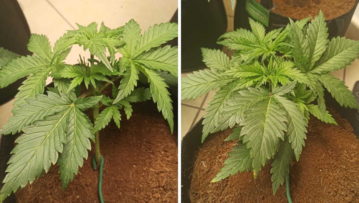 Afghan Kush Auto Cannabis Strain Week-by-Week Guide: A 3-week-old autoflower trained using the LST method Afghan Kush Auto Cannabis Strain Week-by-Week Guide: A 3-week-old autoflower trained using the LST method