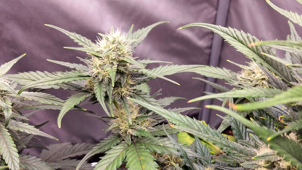 Banana Purple Punch Auto Cannabissorte: Frühe Blüte | Wochen 6-7 | Während die Pflanze sich streckt, bilden sich die Blüten und die ersten Kristalle Banana Purple Punch Auto Cannabissorte: Frühe Blüte | Wochen 6-7 | Während die Pflanze sich streckt, bilden sich die Blüten und die ersten Kristalle