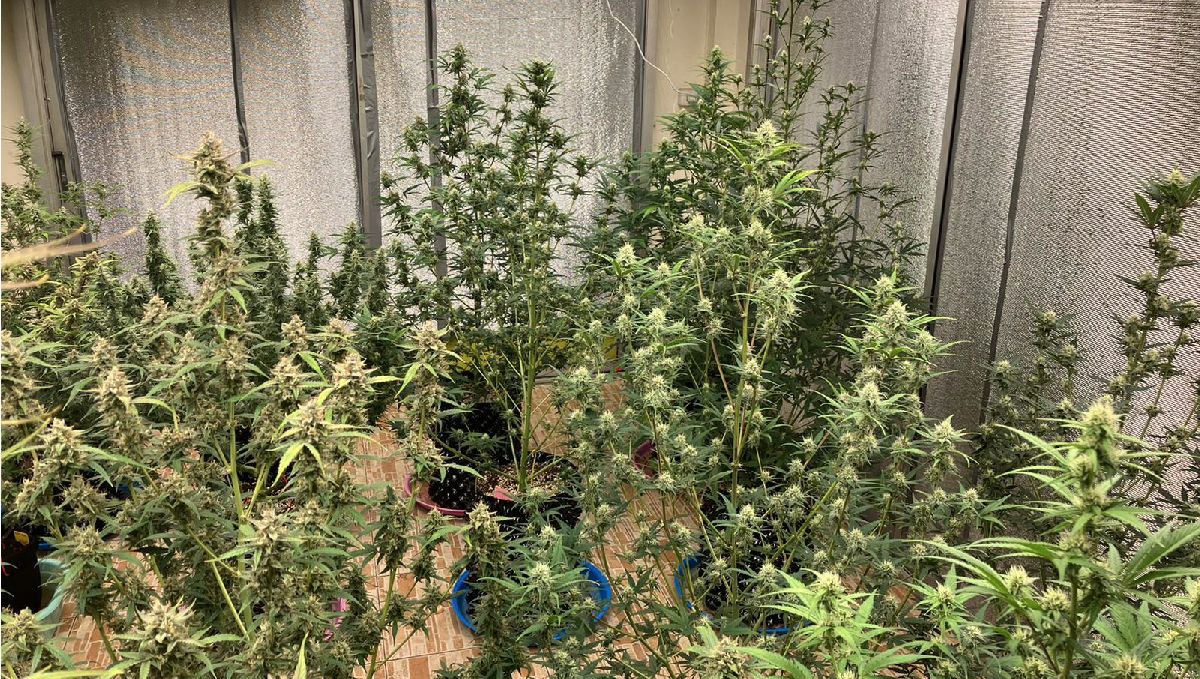Features of growing cannabis in Thailand: Indoors Features of growing cannabis in Thailand: Indoors
