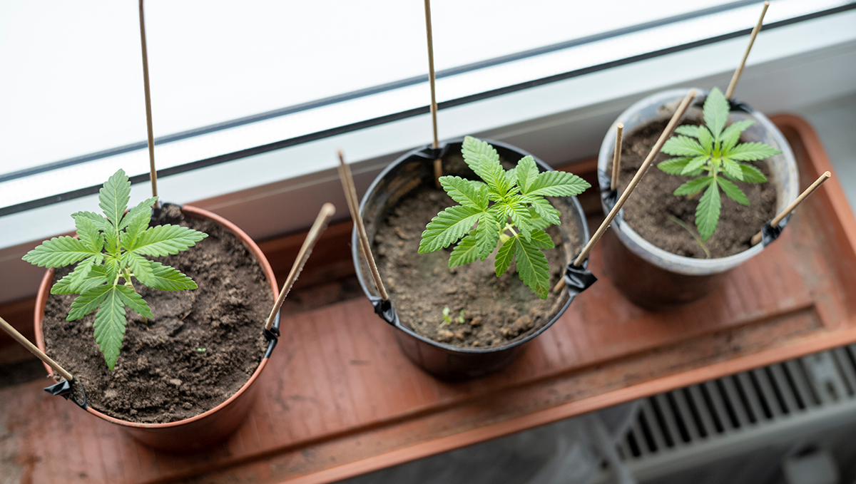 What yields can I get with autoflowering cannabis: avoid transplanting