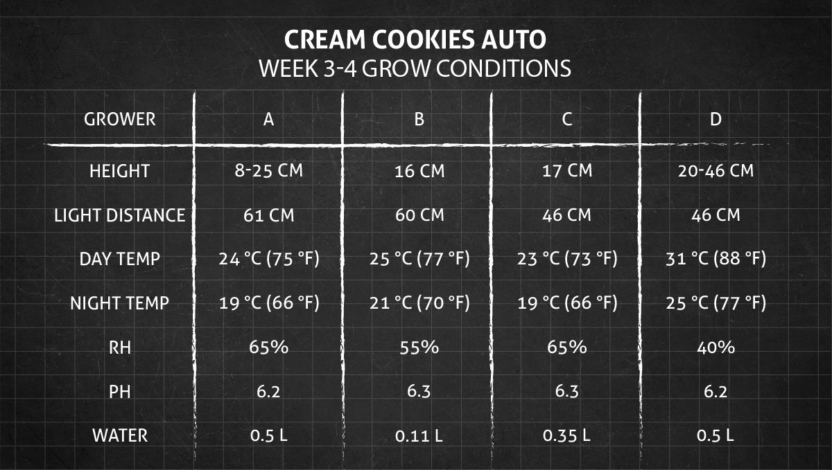 Cream Cookies Auto cannabis strain: weeks 3-4 grow conditions