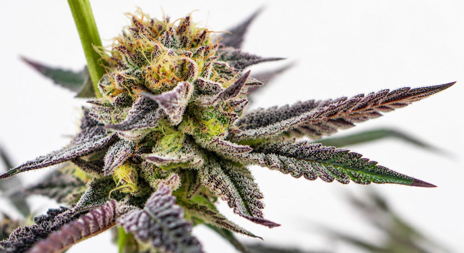 Анатомија на канабис: шеќерни листови Cannabis plants anatomy: sugar leaves