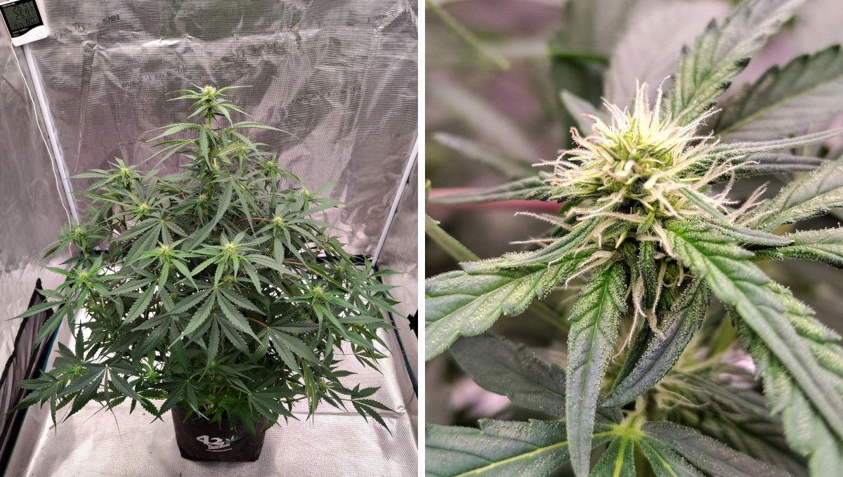 Gorilla Z Auto cannabis strain: transition (pre-flower) | week 5 | a medium-sized autoflower in a spacy grow tent and it's forming immature bud