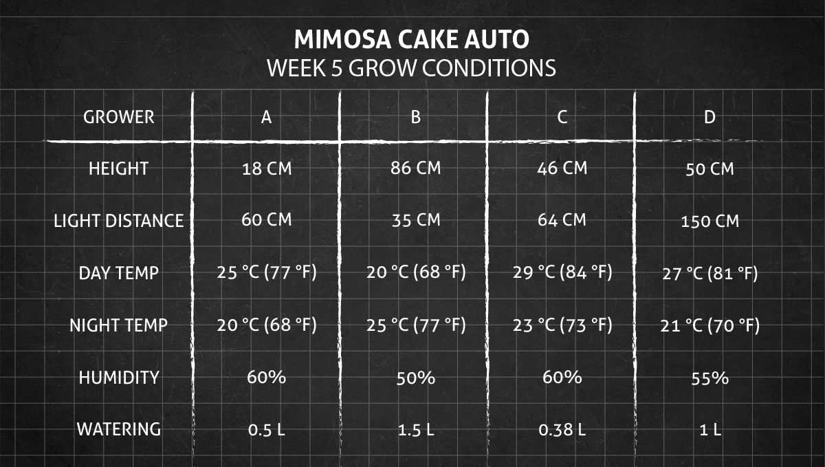 Mimosa Cake Auto cannabis strain: week 5 grow conditions Mimosa Cake Auto cannabis strain: week 5 grow conditions