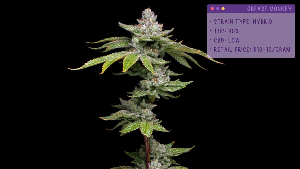 22 Best Weed Strains to Try in 2022: Grease Monkey