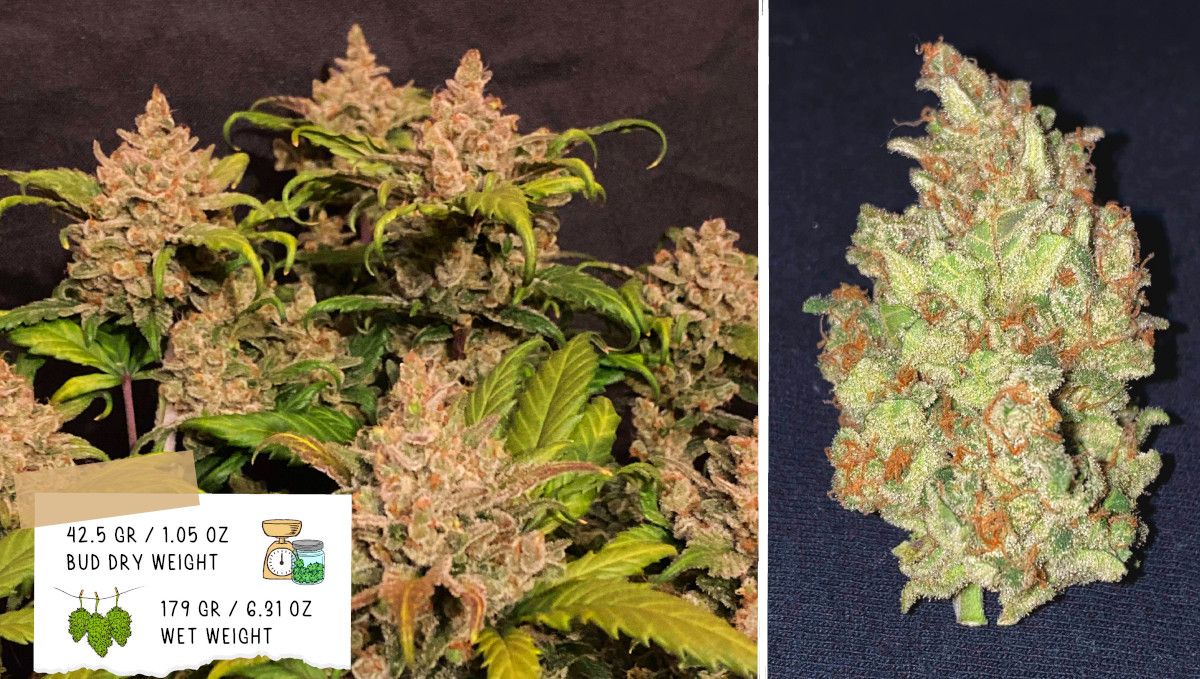 Gelato Auto Cannabis Strain Week-by-Week Guide: Grower B's outcome - A mature cannabis bush and a dried and cured bud Gelato Auto Cannabis Strain Week-by-Week Guide: Grower B's outcome - A mature cannabis bush and a dried and cured bud