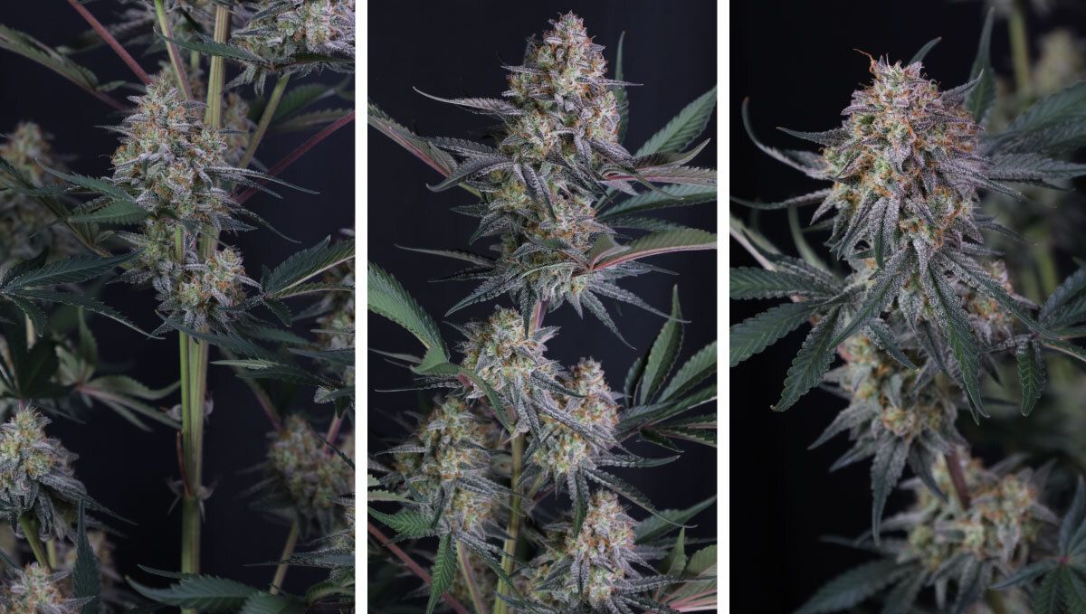 Lemon Tree