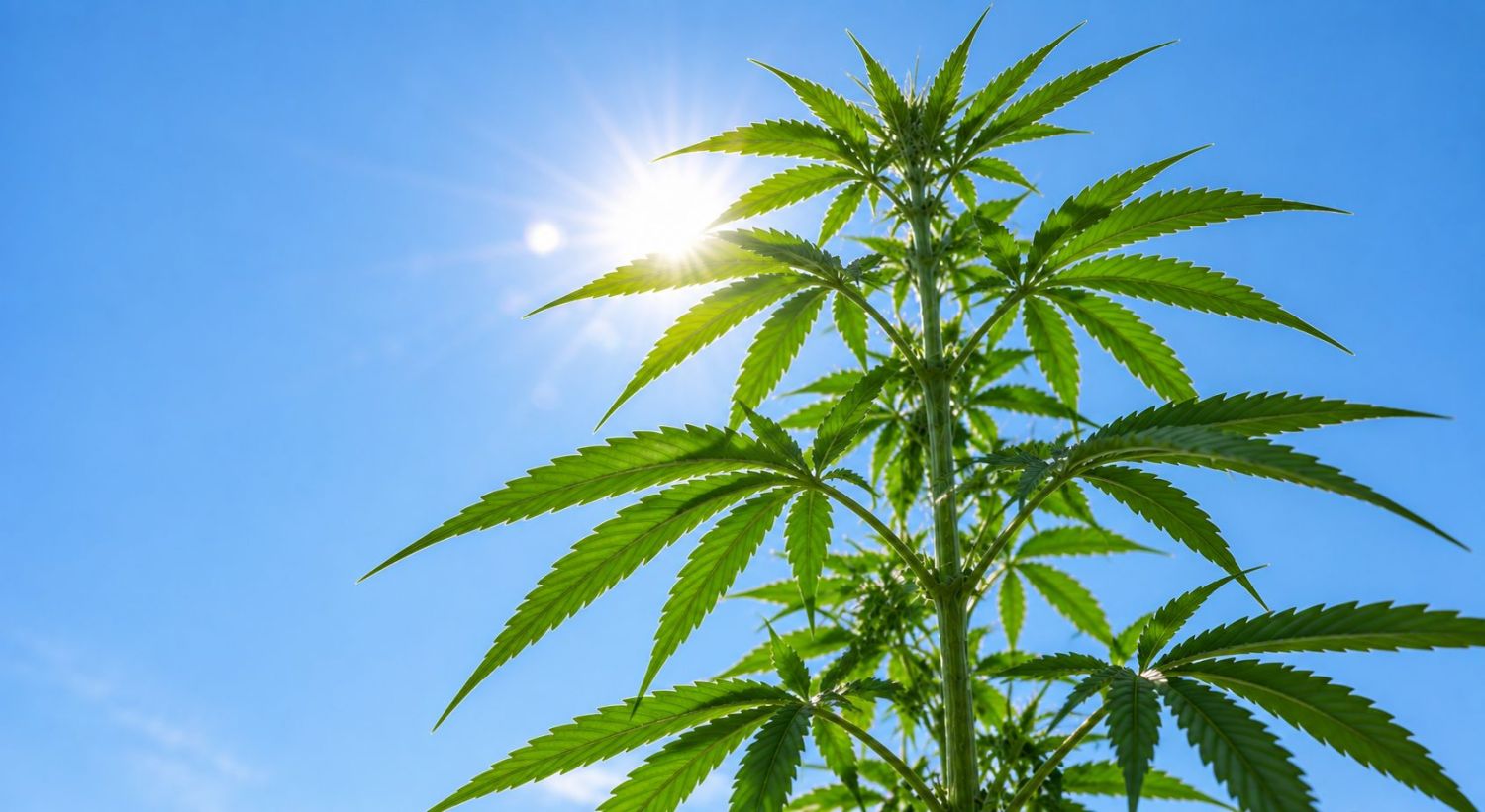 Анатомија на канабис: разлика меѓу авто и фото Cannabis plants anatomy: the difference between auto and photo