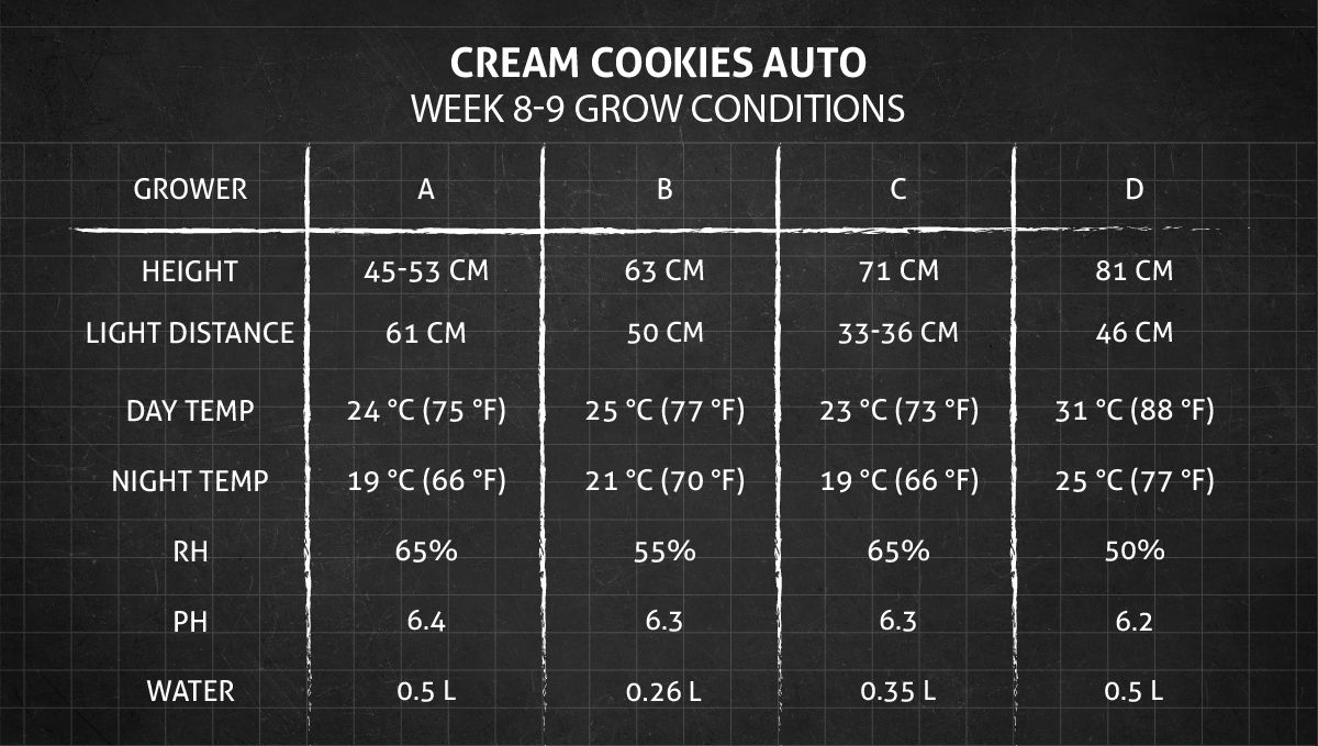 Cream Cookies Auto cannabis strain: weeks 8-9 grow conditions