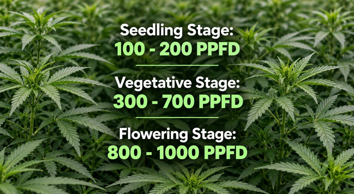 How to control stretching of cannabis plants: why do cannabis plants stretch?
