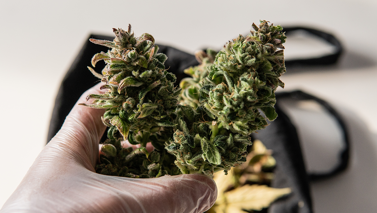 Autoflowering Sorten FAQs