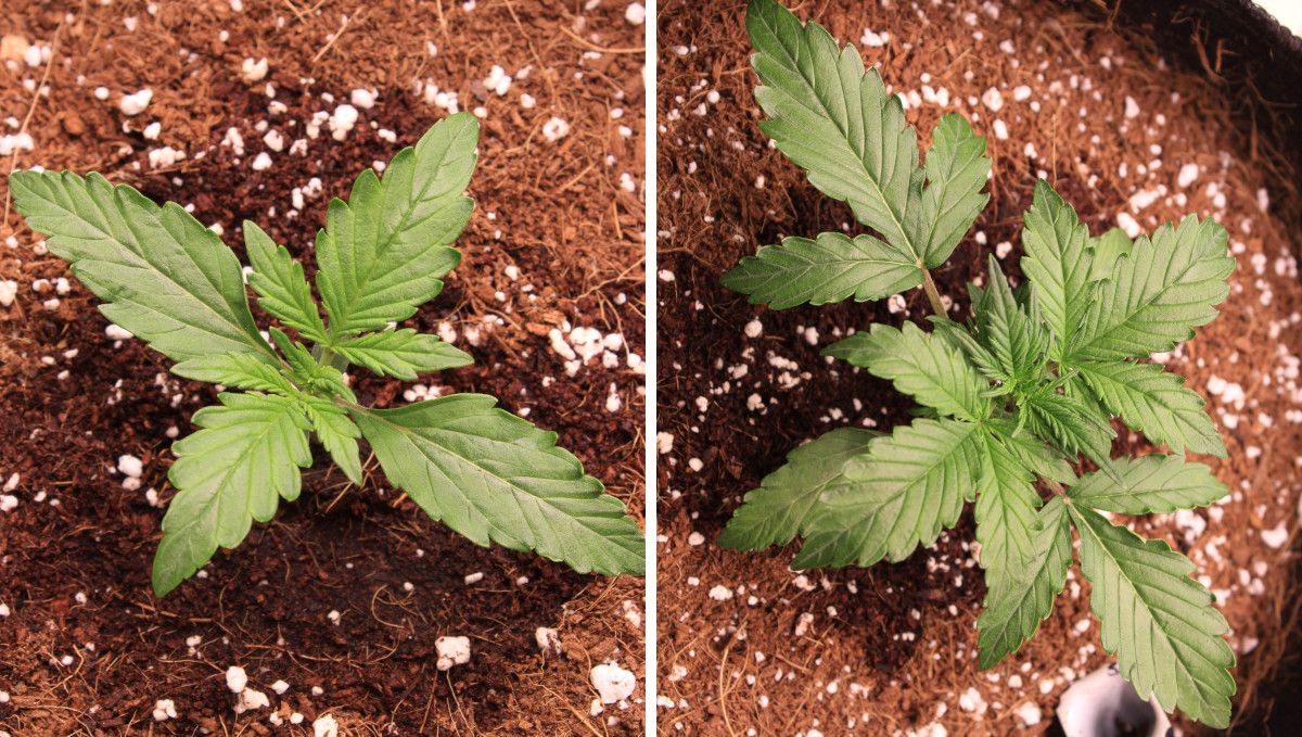 Skywalker OG Auto cannabis strain: early veg | week 2 Skywalker OG Auto cannabis strain: early veg | week 2