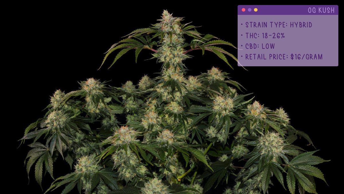 22 Best Weed Strains to Try in 2022: OG Kush
