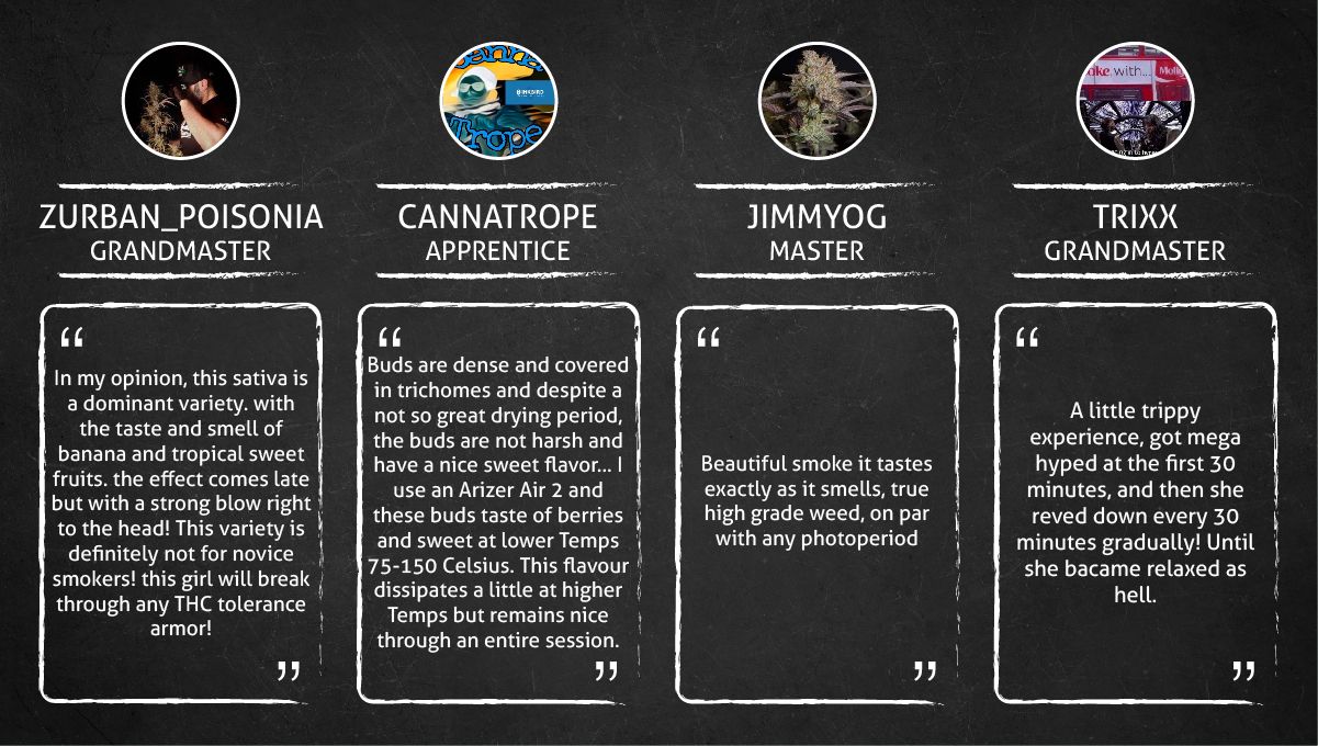 Strawberry Gorilla Auto Cannabissorte: Zitate von Konsumenten Strawberry Gorilla Auto Cannabissorte: Zitate von Konsumenten