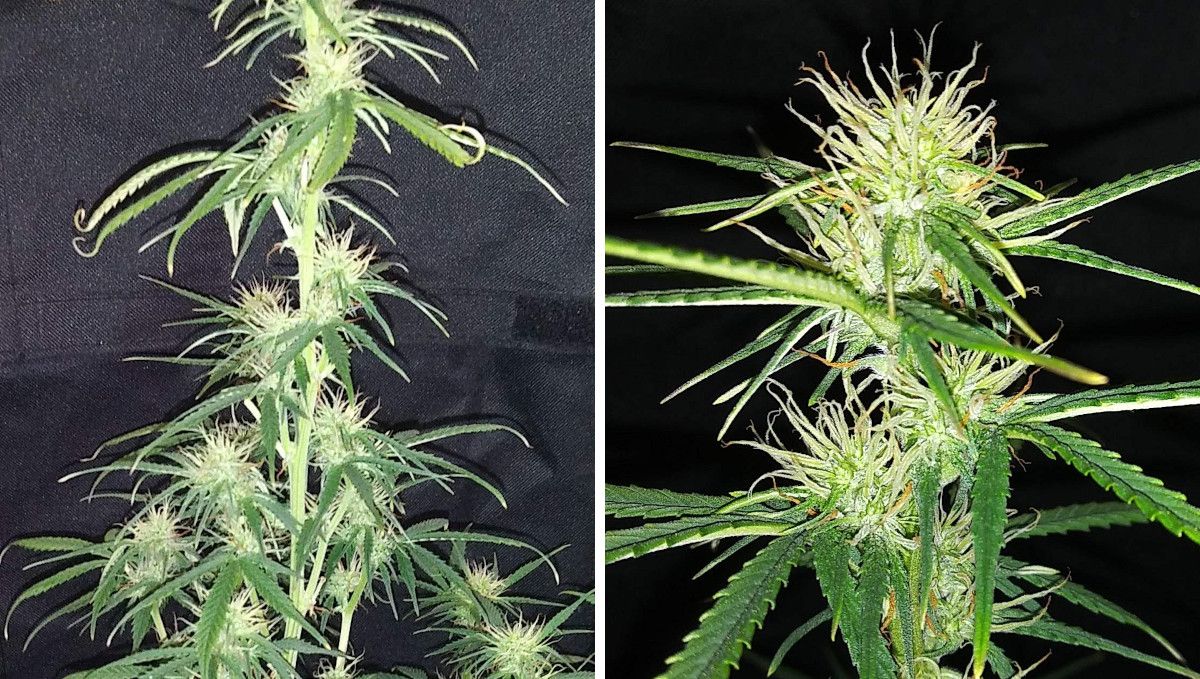 Critical Auto Cannabis Strain Week-by-Week Guide: Signs of mild heat stress on a flowering pot plant - twisted leaf tips and scorched pistil tips