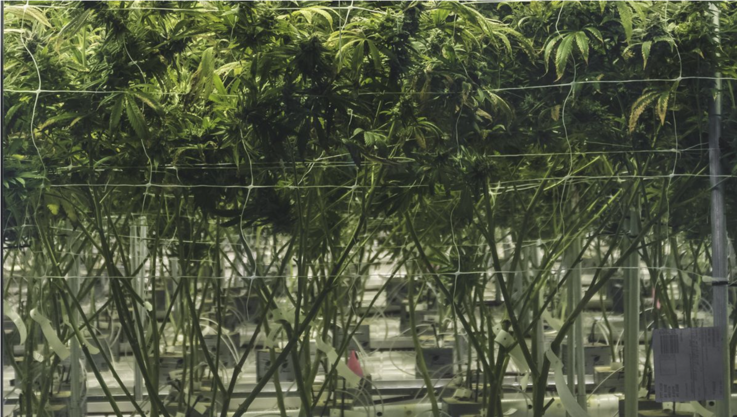 Screenshot 2021-06-04 at 14.01.24.png