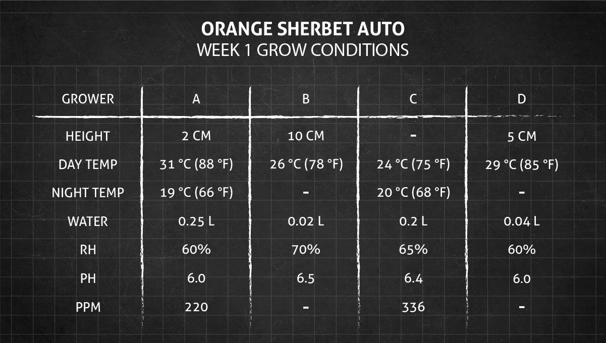 Orange Sherbet Auto Cannabis Strain Week-by-Week Guide: Week 1 grow conditions Orange Sherbet Auto Cannabis Strain Week-by-Week Guide: Week 1 grow conditions