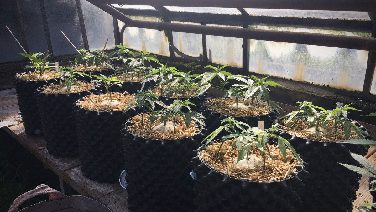 The Best Temperature To Grow Cannabis: A dozen plants in airpots, mulched with straw, and taken in a shed because of the cold The Best Temperature To Grow Cannabis: A dozen plants in airpots, mulched with straw, and taken in a shed because of the cold