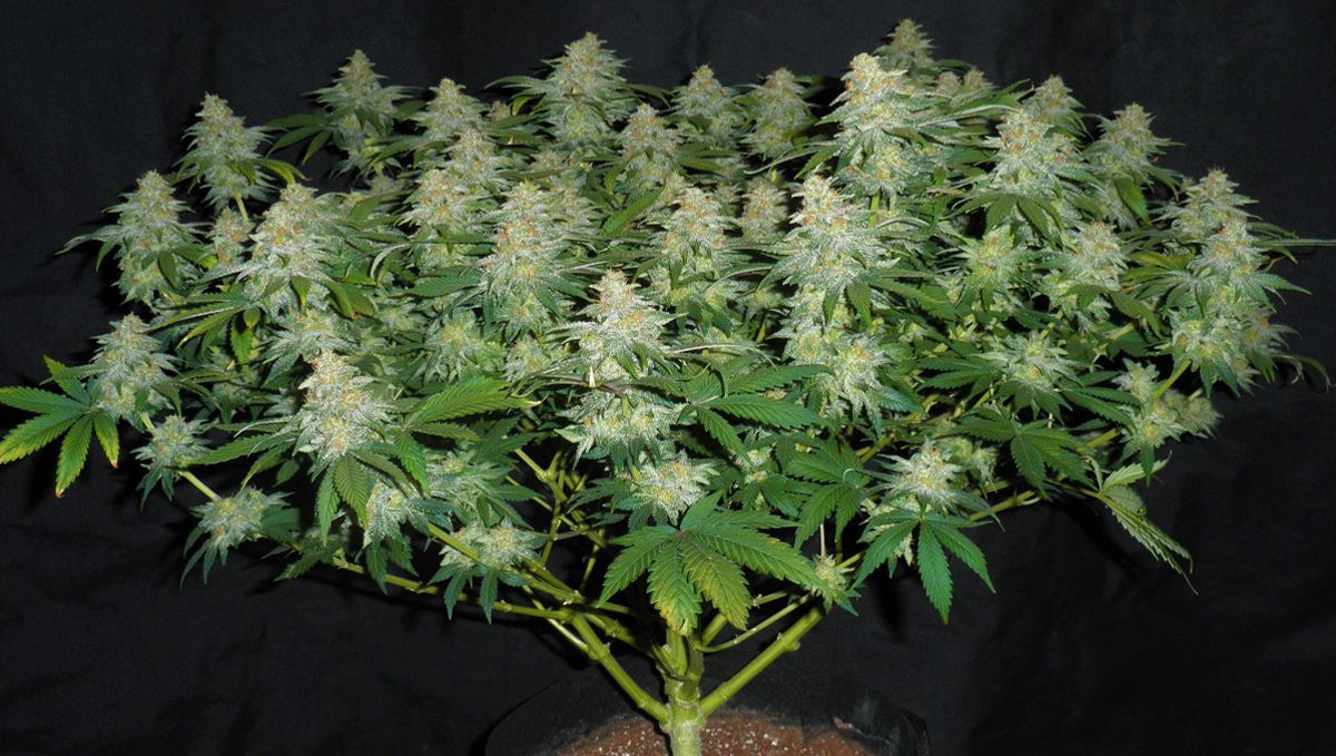 El ciclo de vida de una planta de cannabis autofloreciente: de la semana 10 a la semana 11 El ciclo de vida de una planta de cannabis autofloreciente: de la semana 10 a la semana 11