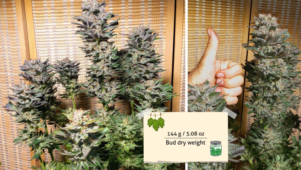 Gorilla Cookies FF cannabis strain: outcome | an indoor plant trimmed pre-harvest and a growers hand giving a thumb up next to the plant's central cola Gorilla Cookies FF cannabis strain: outcome | an indoor plant trimmed pre-harvest and a growers hand giving a thumb up next to the plant's central cola