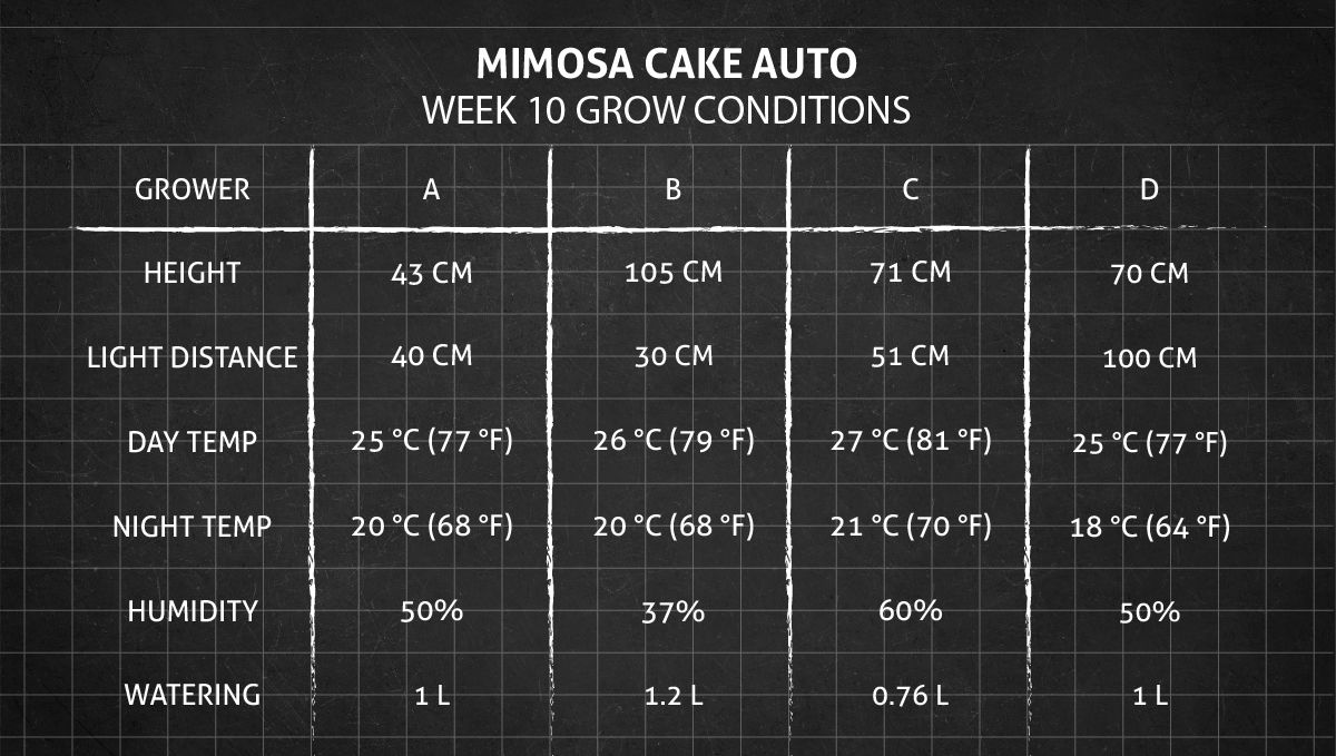 Mimosa Cake Auto cannabis strain: week 10 grow conditions Mimosa Cake Auto cannabis strain: week 10 grow conditions
