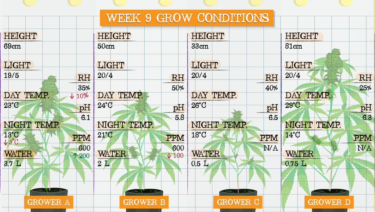 Strawberry Pie Auto Cannabis Strain Week-by-Week Guide: Week 9 grow conditions