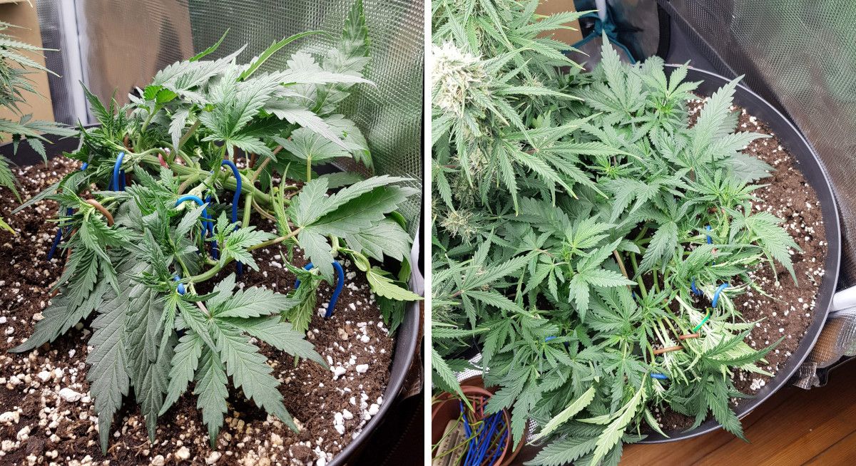 Bubba Kush Auto cannabis strain: mid veg | weeks 4-5 Bubba Kush Auto cannabis strain: mid veg | weeks 4-5