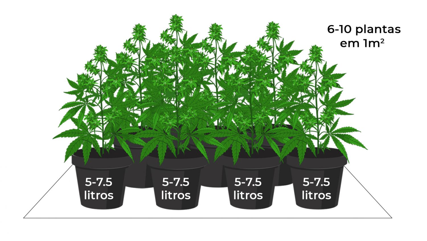 Quanto é que as automáticas rendem: sea of green Quanto é que as automáticas rendem: sea of green