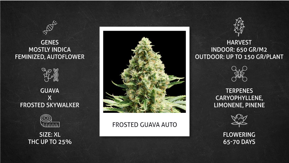 Frosted Guava Auto cannabis strain: specs sheet