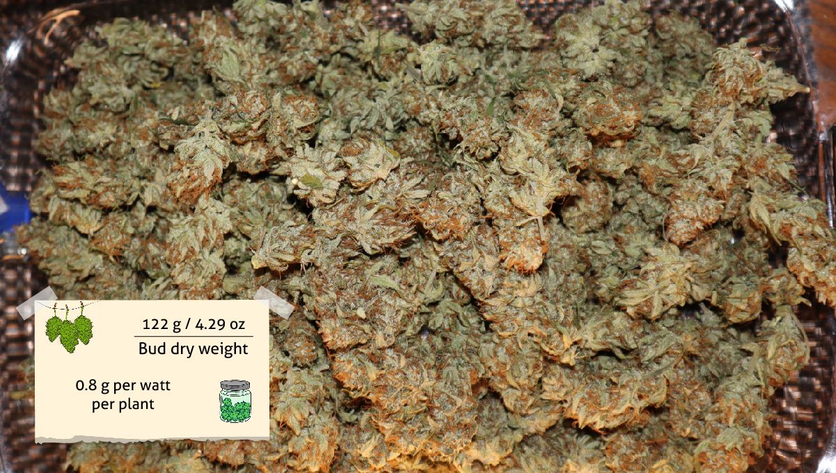 Orange Sherbet Auto Cannabis Strain Week-by-Week Guide: A tray full of small dried marijuana nuggets Orange Sherbet Auto Cannabis Strain Week-by-Week Guide: A tray full of small dried marijuana nuggets