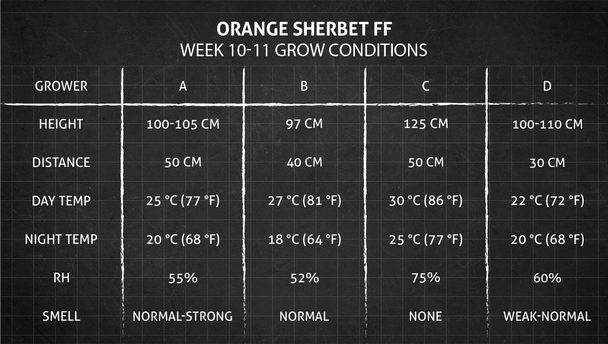 Orange Sherbet FF cannabis strain: weeks 10-11 grow conditions Orange Sherbet FF cannabis strain: weeks 10-11 grow conditions