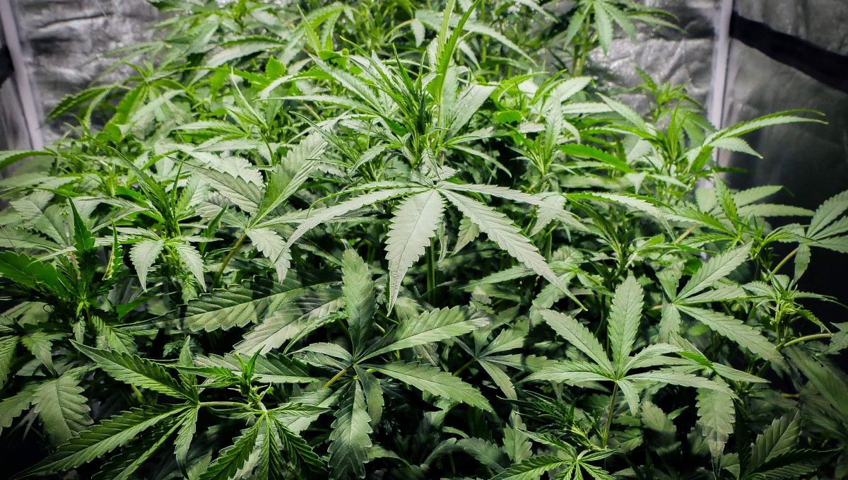 Blueberry Cheese Auto cannabis strain: mid veg | weeks 3-4 | an extremely dense and bushy indoor plant with a huge number of branches