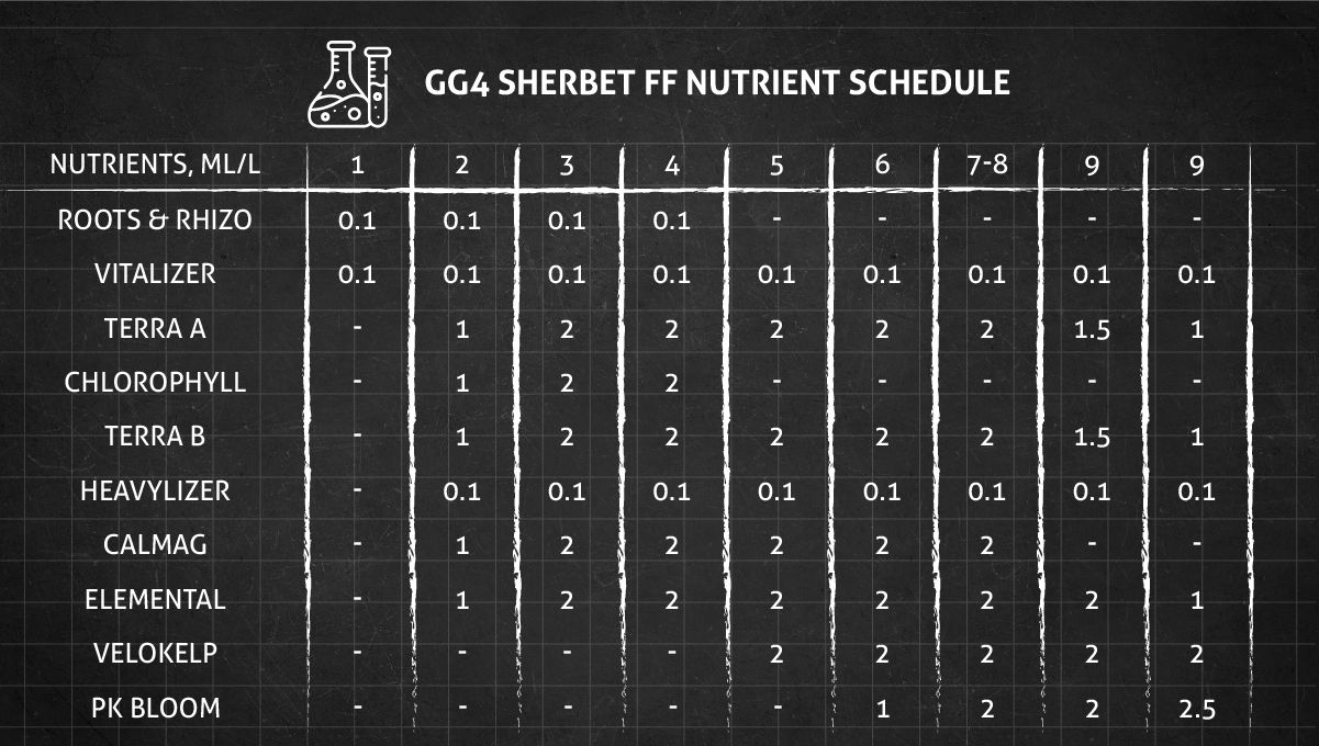 GG4 Sherbet FF cannabis strain: veg and flower nutrient schedule