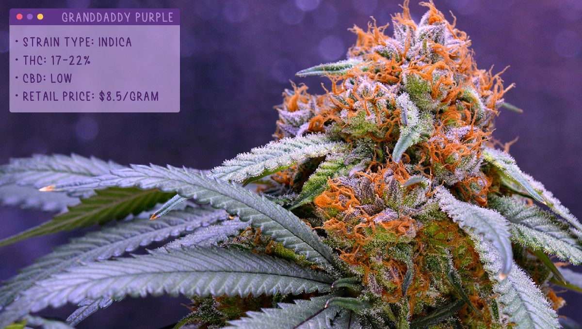 22 Best Weed Strains to Try in 2022: Grandaddy Purple