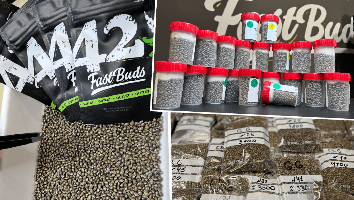 What is Fast Buds' Outlet? What is Fast Buds' Outlet?