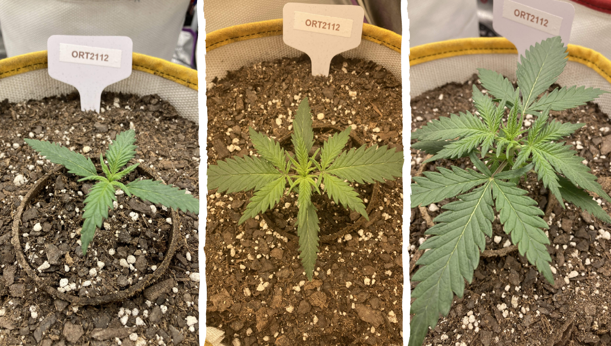 Trainwreck auto week-by-week: vegetative stage week 1 Trainwreck auto week-by-week: vegetative stage week 1