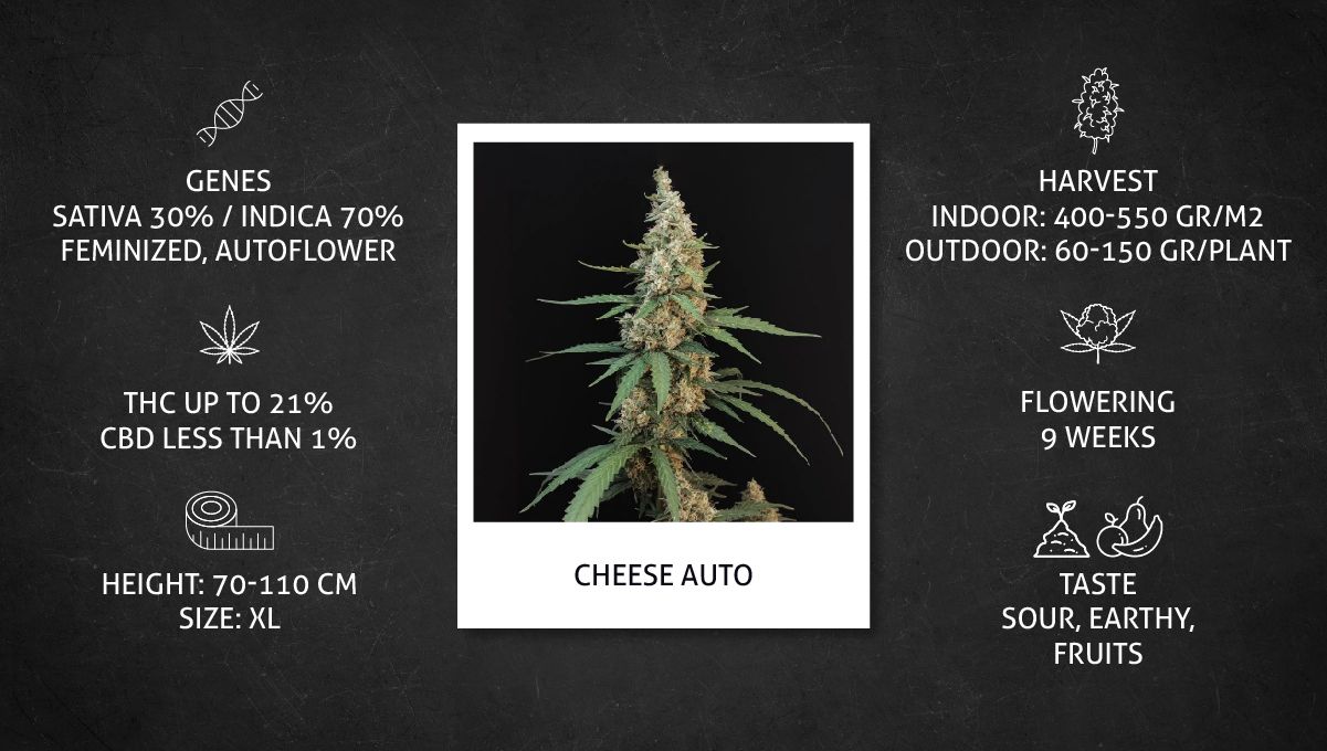 Cheese Auto Cannabis Strain specs sheet Cheese Auto Cannabis Strain specs sheet