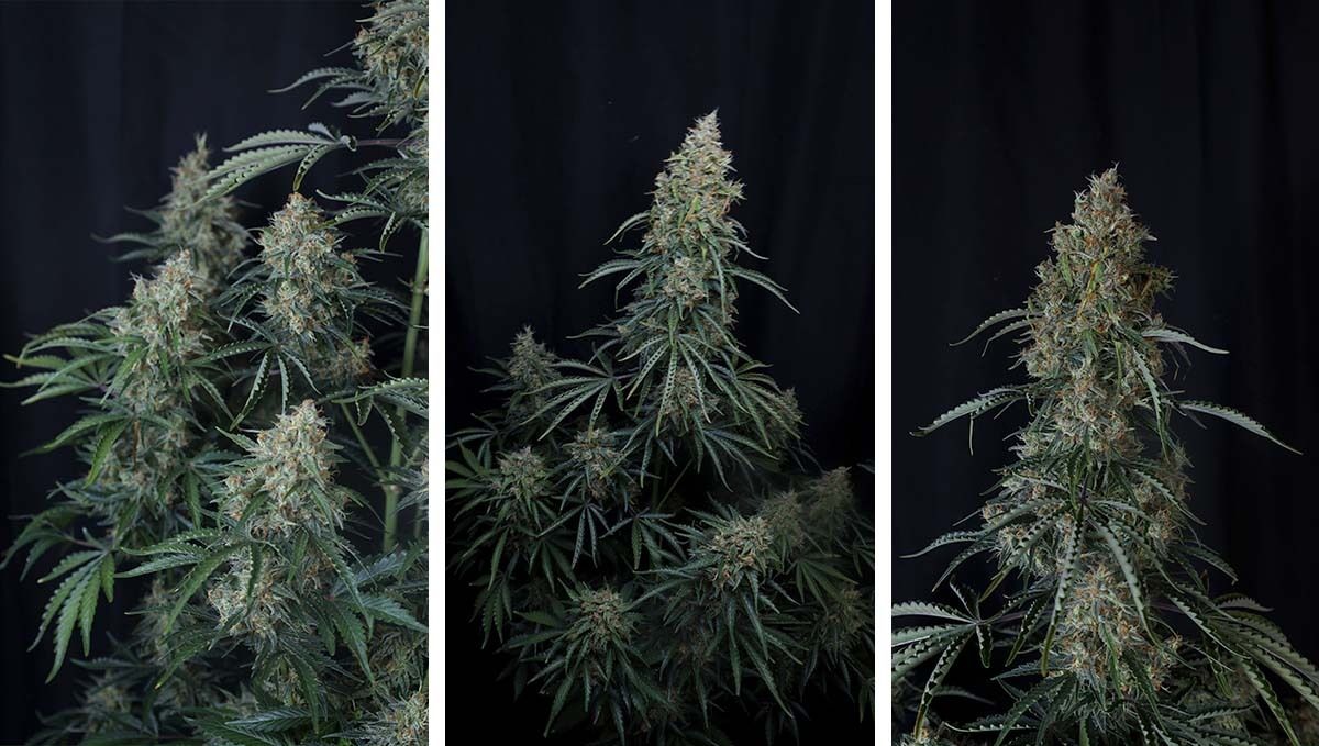 cov18.jpg gorilla. auto