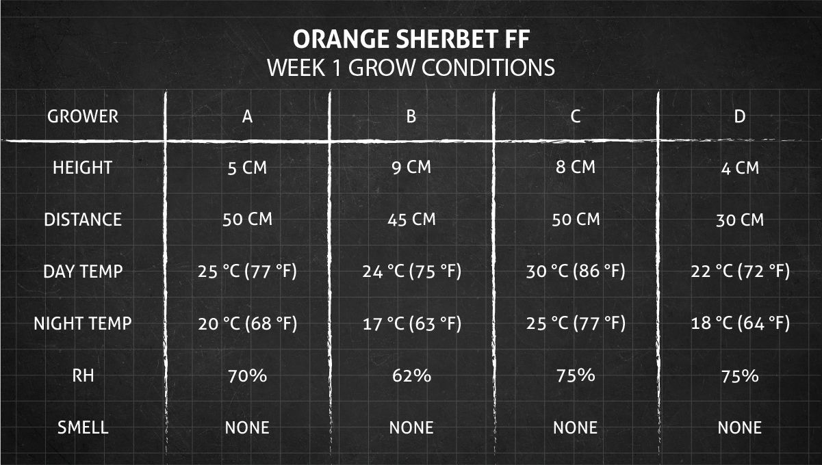 Orange Sherbet FF cannabis strain: week 1 grow conditions Orange Sherbet FF cannabis strain: week 1 grow conditions