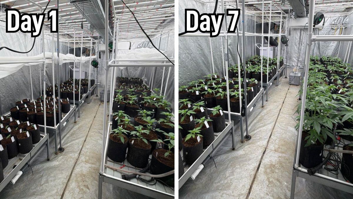 One Week Growth Difference