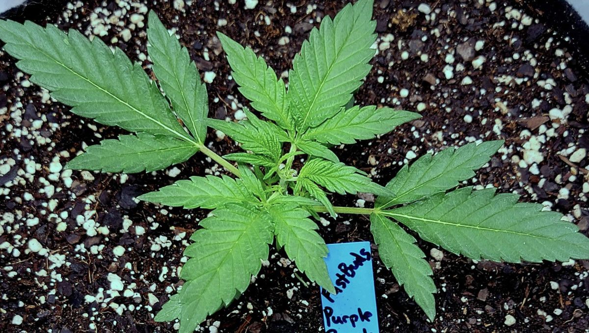 Purple Punch Auto Cannabis Strain Week-by-Week Guide: A young cannabis plant topped above the third node