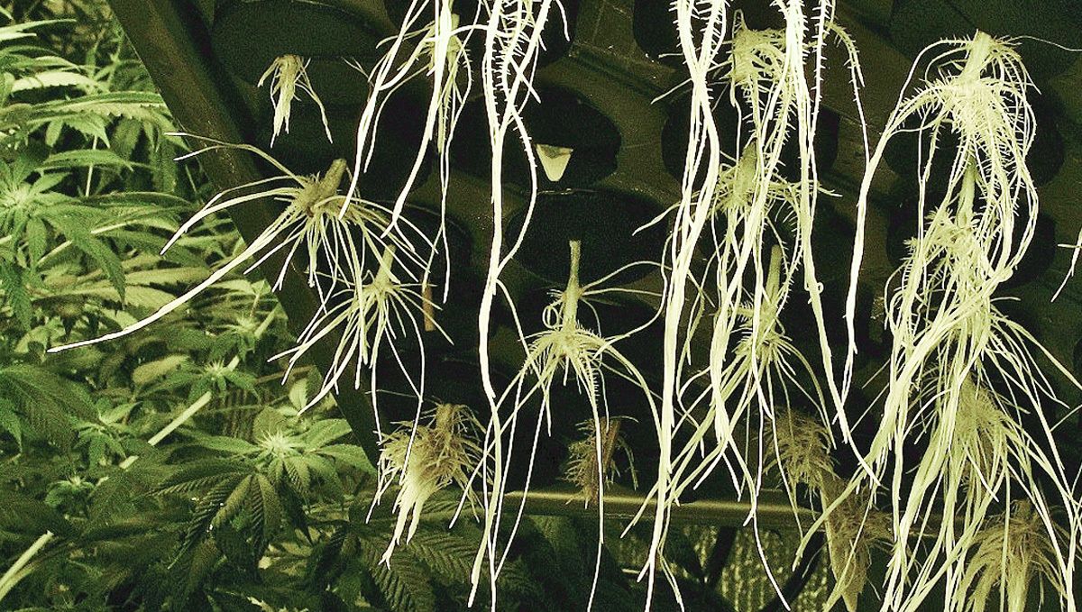 Wie man autoflowering Cannabispflanzen in Hydroponik-Systemen anbaut: Training Wie man autoflowering Cannabispflanzen in Hydroponik-Systemen anbaut: Training