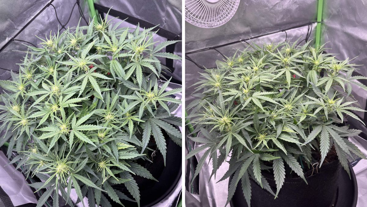 Amnesia Z Auto cannabis strain: transition (pre-flower) | week 5 | an indoor autoflower with a compact bushy structure Amnesia Z Auto cannabis strain: transition (pre-flower) | week 5 | an indoor autoflower with a compact bushy structure