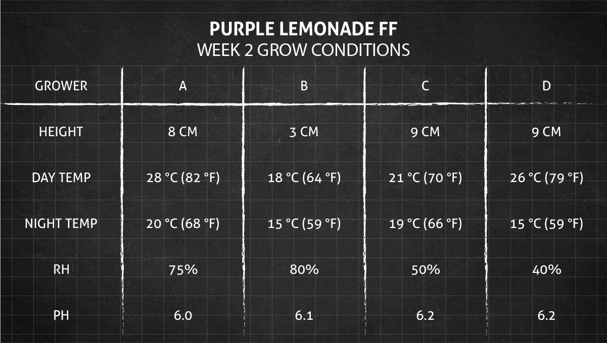 Purple Lemonade FF cannabis strain: week 2 grow conditions Purple Lemonade FF cannabis strain: week 2 grow conditions